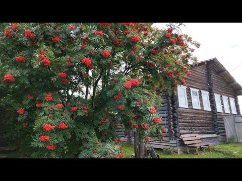 Видео: Забыл сдать лицензию, не получишь новый. Где гусь? 13.09.25