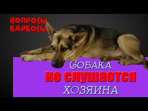 Видео: Собака не Слушается - что делать?  2 эффективных способа решить проблему