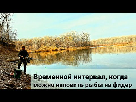 Видео: Фидер+говяжья печень, опарыш. Время выхода рыбы осенью