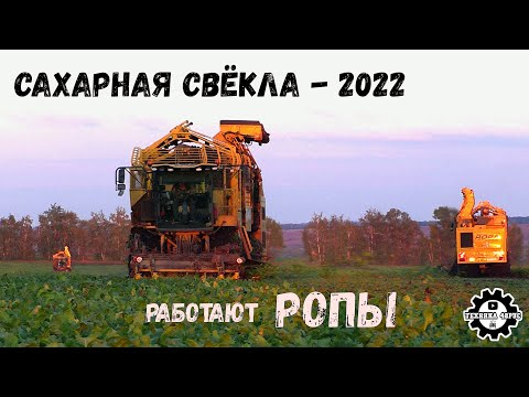 Видео: Уборка сахарной свёклы в Елецком районе. Работают комбайны ROPA Tiger V8-4 и Tiger 5. Осень 2022 г.