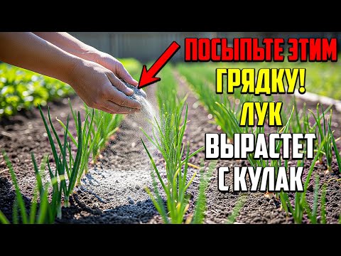 Видео: Это Бесплатное Удобрение Даст Вам Рекордный Урожай Крупного Лука!