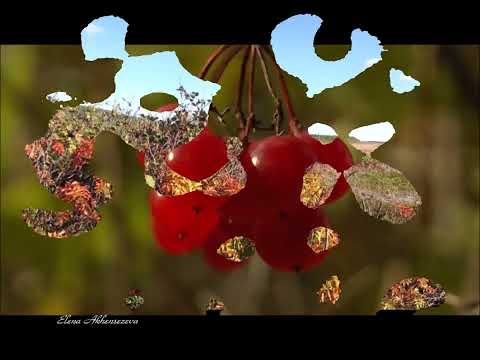 Видео: Оха Сахалин северный Елена Акшенцева Осень рыжая лисица