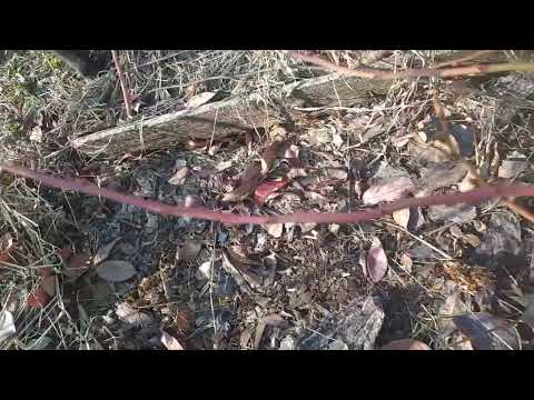 Видео: Весенняя обрезка голубики. 2025