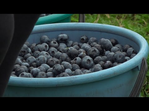 Видео: Сбор голубики в ОАО «Почапово»