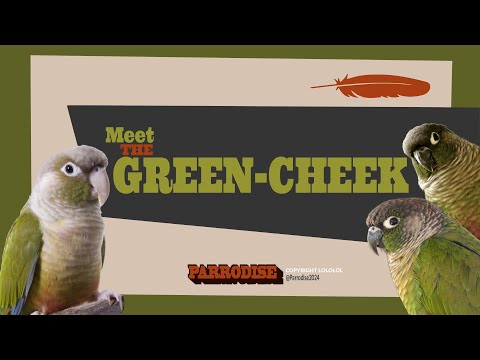 Видео: Руководство по зеленощёкому конуре менее чем за 5 минут