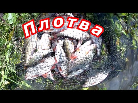 Видео: Плотва ловля в проводку на пшеницу
