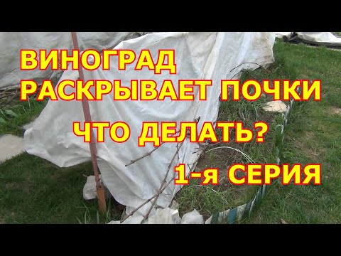 Видео: 1 я серия ВИНОГРАД  РАСКРЫВАЕТ ПОЧКИ.  ЧТО НАДО ДЕЛАТЬ С КУСТАМИ?