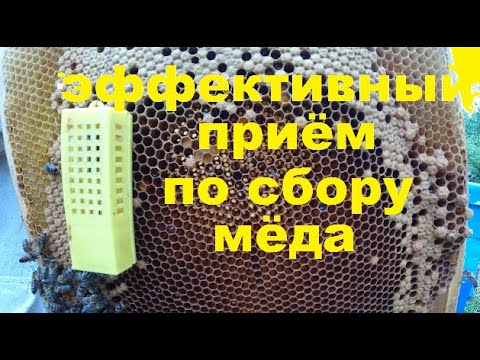 Видео: Эффективный Приём по Сбору Мёда!  Заключаем Маток в Клетки.  Показываем Технологический Процесс.