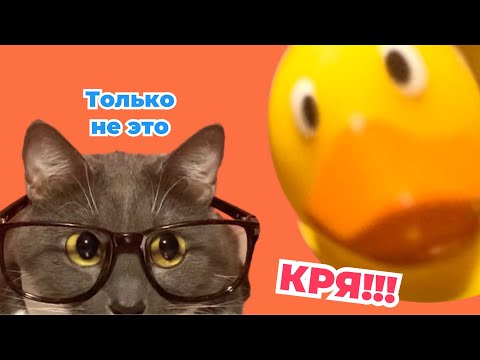 Видео: ЕСЛИ БЫ КОТИКИ ХОДИЛИ В ШКОЛУ - НОВОГОДНИЕ КАНИКУЛЫ