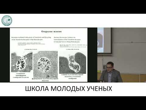 Видео: Методы изучения внеклеточных везикул - Силачев Денис