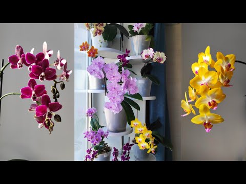 Видео: НОВАЯ ПОДСТАВКА ДЛЯ ЦВЕТОВ! обзор орхидей Phal.Sogo Relex, Miki Crown 16, Sweet girl, Charmer ORCHID