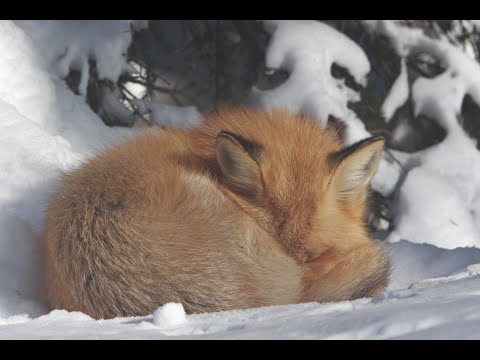 Видео: Охота на лис. "Мой дальний выстрел... И что из этого вышло.."