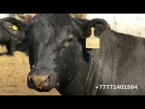 Видео: Племенные Быки Ангуса и Герефорда