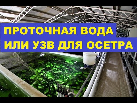 Видео: ПРОТОЧНАЯ ВОДА ИЛИ УЗВ ДЛЯ ОСЕТРА
