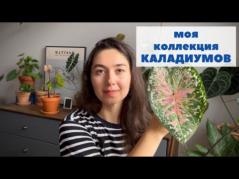 Видео: Красавчики каладиумы / Обзор коллекции каладиумов и мой уход за ними