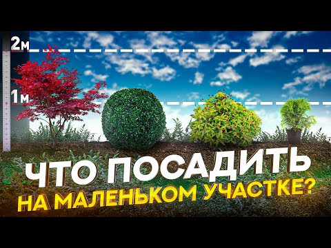 Видео: Низкорослые деревья для дачи. 10 самых популярных сортов для ландшафтного дизайна