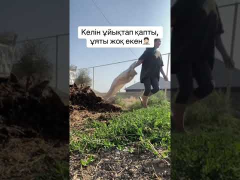 Видео: КЕЛІН ҰЙЫҚТАП ҚАПТЫ, ҰЯТЫ ЖОҚ ЕКЕН👊🏻