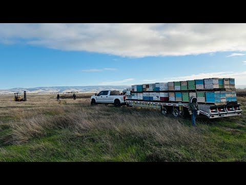 Видео: Перевозим 126 ульев на плантацию калифорнийских миндальных деревьев!