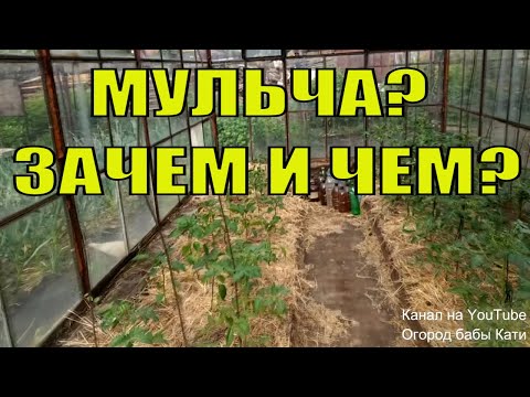Видео: Не пропусти первую подкормку томатов. Для чего мы мульчируем томаты. Преимущество мульчи из соломы.