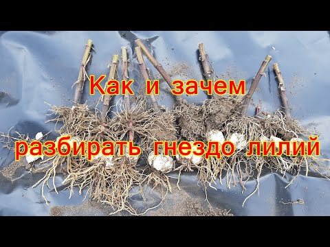 Видео: Как и зачем разбирать гнездо лилий