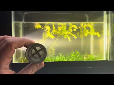 Видео: Разведение креветок Амано без технологий для начинающих — перемещение мальков (личинок)