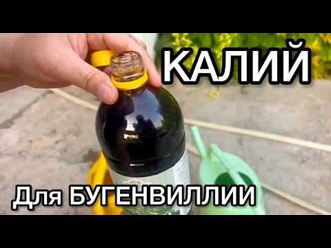Видео: Как разбавить ГУМАТ КАЛИЙ для БУГЕНВИЛЛИИ | Бугенвиллея гулига калий бериш