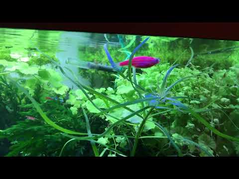 Видео: Аквариумы 100 и 200 литров