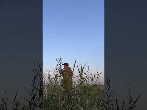Видео: Духовой манок