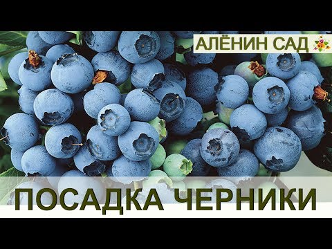 Видео: Правильная посадка ГОЛУБИКИ или ЧЕРНИКИ садовой!!! / Огород в контейнерах