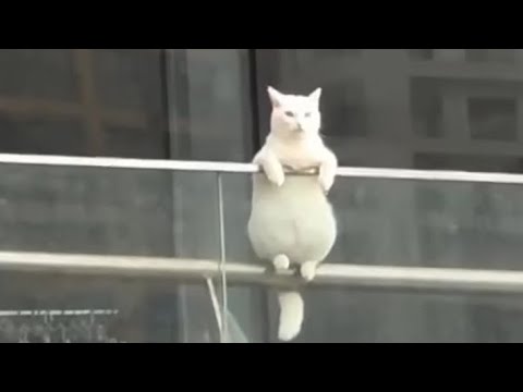 Видео: Жизнь с кошками — это веселье 🤣