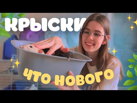 Видео: ЧТО У НАС НОВОГО: НОВЫЙ ДОМИК, ВКУСНЯШКИ, ЗАБОЛЕЛИ ВСЕ КРЫСЫ🤒