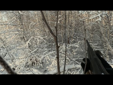 Видео: Охота на зайца-беляка. Добыл за 15 минут