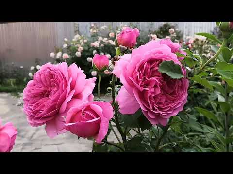 Видео: Розы🌹/Ангела/ Бенджамин Бриттен/Братья Гримм/Пр-ца Александра оф Кент/Декор Арлекин/ и др.