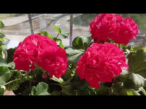 Видео: Королевский шиповник и компания. Обзор 7 июля.