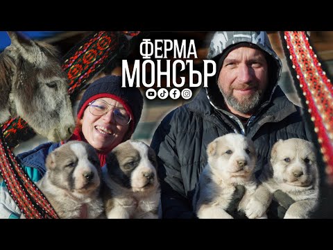 Видео: Изгреви от ФЕРМА МОНСЪР и Шабла | Агънца, кученца, море и магаре | 2024 | Живот сред природата