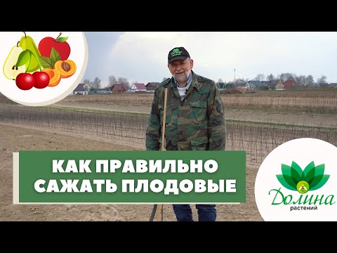 Видео: 🍒КАК ПРАВИЛЬНО ПОСАДИТЬ ПЛОДОВЫЕ❓🍎 Весенняя посадка 🍏Яблони "С НУЛЯ". Смотрим!