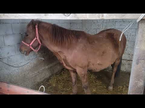 Видео: Жылқы бордақылау, Жылқы семірту 🐴🐴🐴