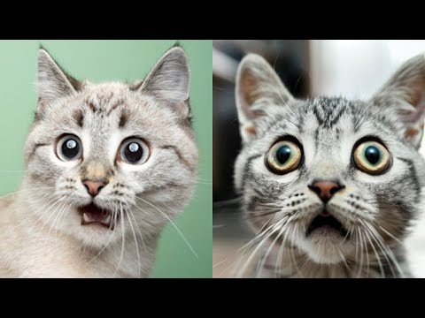 Видео: 30 МИНУТ 😼🤪 Смешные кошачьи ляпы, которые стали вирусными! 😂🤪 Смешные кошачьи моменты🤯🤣