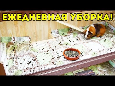 Видео: Ежедневная Уборка Стеллажа Морских Свинок / SvinkiShow