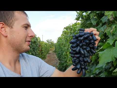 Видео: Кишмиш Аватар 2021