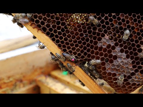 Видео: Две матки сеют на одной рамке | Чудо природы?