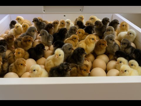 Видео: 21 день, 120 яиц. Смотрите момент, когда они наконец вылупляются! 🐥