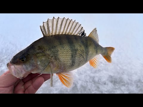 Видео: Ловля окуня на мормышку