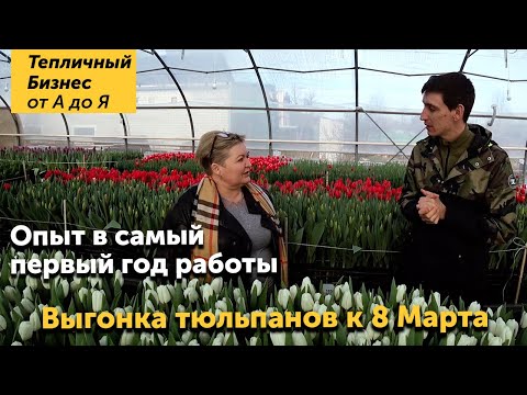 Видео: Тюльпан к 8 марта! Сколько можно заработать на выгонке тюльпанов