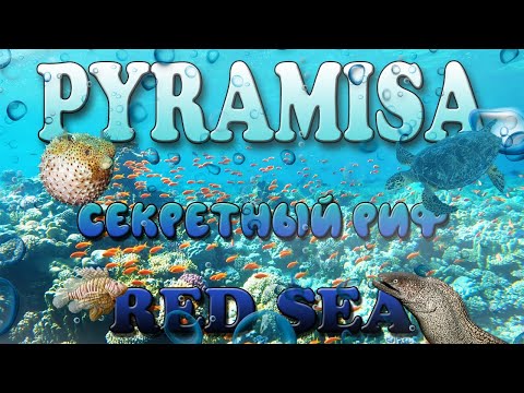 Видео: ХУРГАДА | Коралловый риф Pyramisa Beach Resort | МОРСКАЯ ЧЕРЕПАХА | Ядовитая рыба фугу | ОБЗОР УЖИНА