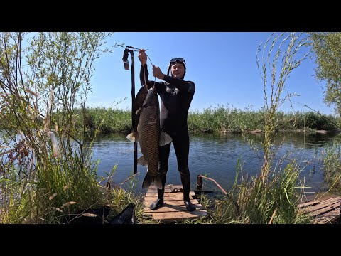 Видео: Рыбалка в Дельте реки Или. Белый Амур на камыш. Подводная охота. 2 Часть.