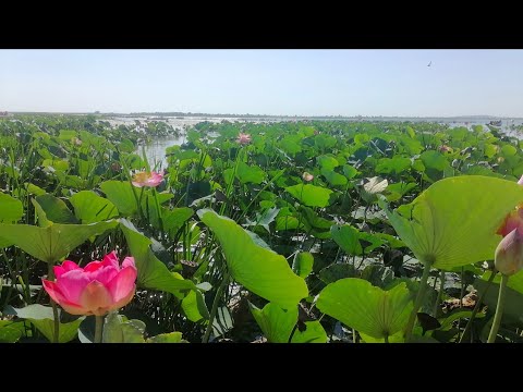 Видео: Лотосы. Дегустации. Улиточная ферма. Анапский район