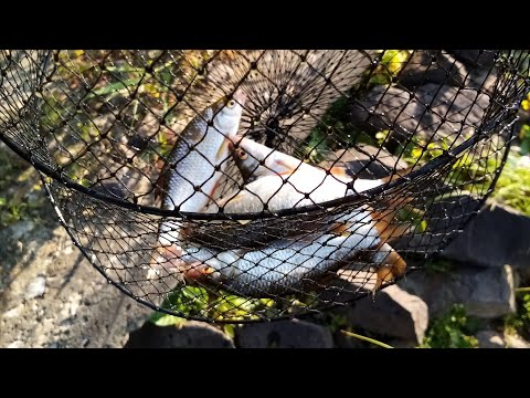 Видео: Что любит чебак на Туре в июльскую жару? Конечно, кукурузу!