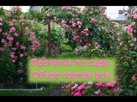 Видео: Прогулка по саду. Обзор сортов цветущих роз.