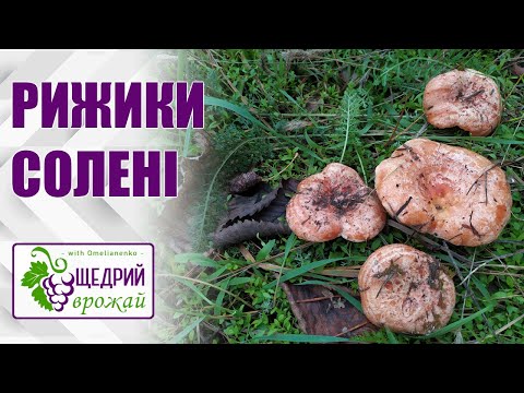Видео: Рижики солені. Рецепт соління грибів рижиків